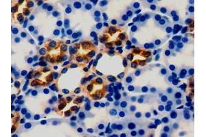 DAB staining on IHC-P; Samples: Rat Kidney Tissue (Peroxiredoxin 5 antibody  (AA 1-213))