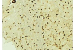 ABIN6276485 at 1/100 staining Mouse brain tissue by IHC-P. (CSRP1 antibody  (Internal Region))