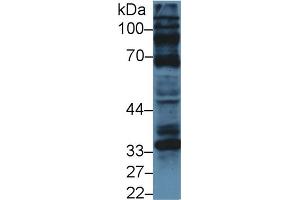 Western Blot; Sample: Human U87MG cell lysate; Primary Ab: 5µg/ml Rabbit Anti-Bovine CCND1 Antibody Second Ab: 0.