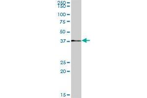 RP2 MaxPab polyclonal antibody. (RP2 antibody  (AA 1-350))