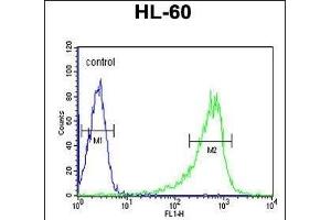 PLCB1 Antibody (C-term) (ABIN653321 and ABIN2842813) flow cytometric analysis of HL-60 cells (right histogram) compared to a negative control cell (left histogram).