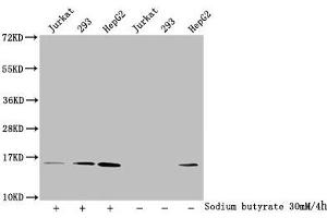 Western Blot Detected samples: Jurkat whole cell lysate, 293 whole cell lysate, HepG2 whole cell lysate, Untreated (-) or treated (+) with 30 mM sodium butyrate for 4h All lanes: HIST1H2AG antibody at 1:100 Secondary Goat polyclonal to rabbit IgG at 1/50000 dilution Predicted band size: 15 kDa Observed band size: 15 kDa (HIST1H2AG antibody  (acLys9))