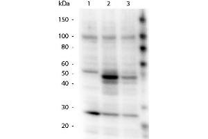 Western Blotting (WB) image for anti-HAUS Augmin-Like Complex, Subunit 8 (HAUS8) (pSer70) antibody (ABIN1043900) (NYS48/HAUS8 antibody  (pSer70))