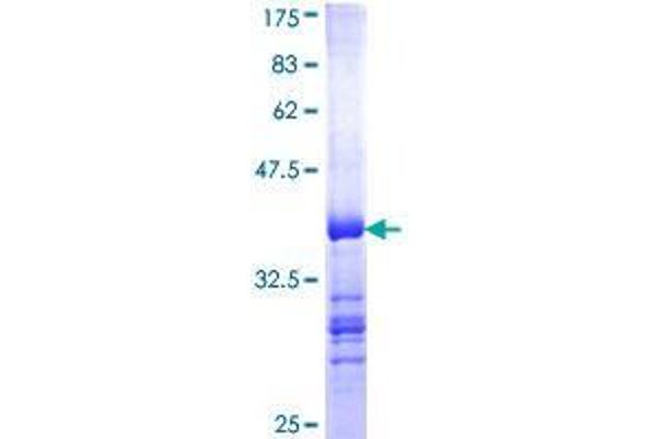 ILP-2 Protein (AA 127-236) (GST tag)