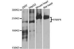 Western blot analysis of extracts of various cell lines, using PARP4 antibody. (PARP4 antibody  (AA 1-300))