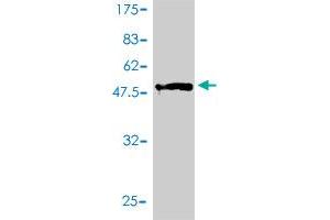 Western Blot detection against Immunogen (51.