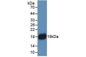 Western blot analysis of recombinant Human IL18. (IL-18 antibody  (AA 37-193))