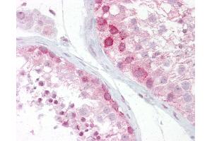 Anti-WNT2B antibody IHC of human testis. (WNT2B antibody  (N-Term))