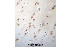 FOXJ3 Antibody (N-term) (ABIN657277 and ABIN2846366) immunohistochemistry analysis in formalin fixed and paraffin embedded human brain tissue followed by peroxidase conjugation of the secondary antibody and DAB staining. (FOXJ3 antibody  (N-Term))