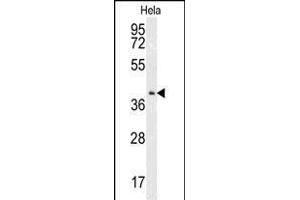 Western blot analysis of CK2 Antibody (Center) (ABIN651399 and ABIN2840216) in Hela cell line lysates (35 μg/lane). (CMPK2 antibody  (AA 142-170))
