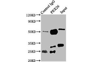 Immunoprecipitating PEX26 in K562 whole cell lysate Lane 1: Rabbit control IgG instead of ABIN7162997 in K562 whole cell lysate. (PEX26 antibody  (AA 1-159))