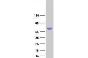 Validation with Western Blot (XYLB Protein (Myc-DYKDDDDK Tag))