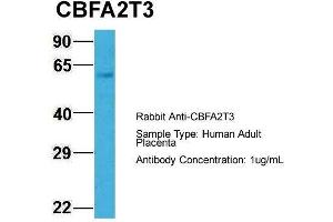 Hum. (CBFA2T3 antibody  (N-Term))