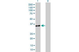 Western Blot analysis of GZMB expression in transfected 293T cell line by GZMB MaxPab polyclonal antibody.
