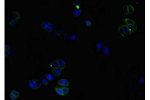 Immunofluorescence (IF) image for anti-Coronin, Actin Binding Protein, 1C (CORO1C) (AA 351-464) antibody (ABIN7148601)