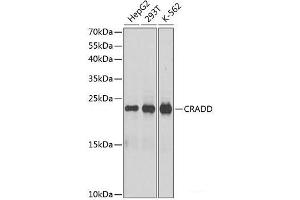 Western blot analysis of extracts of various cell lines using CRADD Polyclonal Antibody at dilution of 1:1000. (CRADD antibody)
