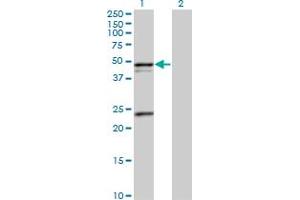 Western Blot analysis of PSRC1 expression in transfected 293T cell line by PSRC1 MaxPab polyclonal antibody. (PSRC1 antibody  (AA 1-363))