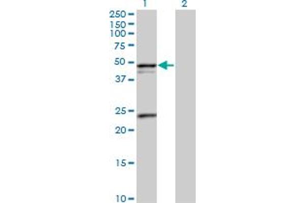 PSRC1 Antikörper  (AA 1-363)