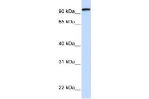 Western Blotting (WB) image for anti-Protocadherin gamma Subfamily C, 3 (PCDHGC3) antibody (ABIN2458926) (Protocadherin gamma Subfamily C, 3 (PCDHGC3) antibody)