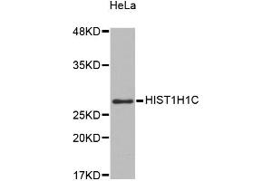 Western blot analysis of extracts of HeLa cells, using HIST1H1C antibody (ABIN5971688).