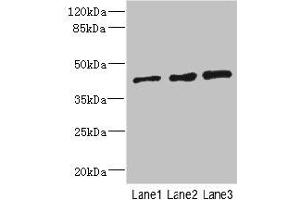 Western blot All lanes: ZNF24 antibody at 2. (ZNF24 antibody  (AA 169-368))