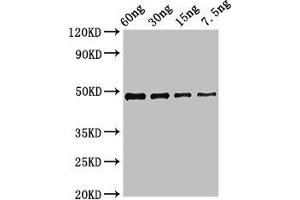 Western Blot Positive WB detected in Recombinant protein All lanes: cobB antibody at 2. (CobB (AA 1-293) antibody)