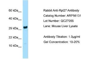 Western Blotting (WB) image for anti-Ribosomal Protein L27 (RPL27) (N-Term) antibody (ABIN2786530)