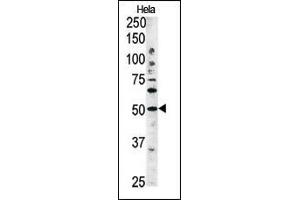The anti-G4C Pab 1810b is used in Western blot to detect G4C in Hela tissue lysate (ATG4C antibody  (AA 167-196))