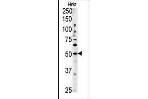The anti-G4C Pab 1810b is used in Western blot to detect G4C in Hela tissue lysate