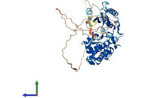 AlphaFold protein structure predicition of Human Recombinant NLK Protein, UniprotID Q9UBE8 (Nemo-Like Kinase Protein (NLK) (AA 1-527) (His tag))