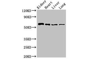 Western Blot Positive WB detected in: Mouse kidney tissue, Rat heart tissue, Rat liver tissue, Rat lung tissue All lanes: SLC22A2 antibody at 2. (SLC22A2 antibody  (AA 48-135))