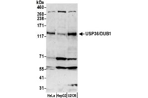 Western Blotting (WB) image for anti-Ubiquitin Specific Peptidase 36 (USP36) (C-Term) antibody (ABIN7453948) (USP36 antibody  (C-Term))