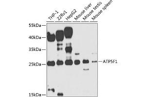 Western blot analysis of extracts of various cell lines, using F1 antibody (ABIN6131059, ABIN6137331, ABIN6137332 and ABIN6223561) at 1:1000 dilution. (ATP5F1 antibody  (AA 1-245))