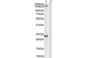 Western Blotting (WB) image for anti-Golgin A3 (GOLGA3) (AA 1486-1498) antibody (ABIN297113)
