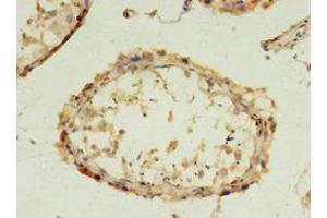 Immunohistochemistry of paraffin-embedded human testis tissue using ABIN7152859 at dilution of 1:100 (FGFBP2 antibody  (AA 20-223))