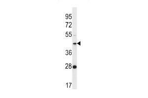 F105A Antibody (Center) (ABIN656556 and ABIN2845818) western blot analysis in K562 cell line lysates (35 μg/lane). (FAM105A antibody  (AA 196-224))