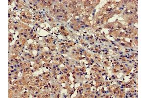 Immunohistochemistry of paraffin-embedded human adrenal gland tissue using ABIN7152694 at dilution of 1:100 (FARP2 antibody  (AA 261-550))