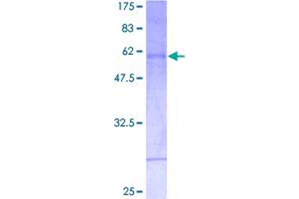 Msx2/Hox8 Protein (AA 1-267) (GST tag)