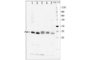 Following lanes contained whole cell extracts from (1. (D1 Protein of PSII, (PsbA) (C-Term) antibody)