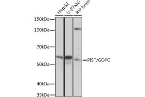 GOPC antibody