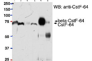 ABIN1686783 (2ug) used to pull down ßCstf-64 from Mouse Brain (lane 5) lysate (500ug protein) while it cannot pull down Cstf-64 from Mouse Liver (lane 6) lysate (500ug) protein) using Protein G-coated magnetic beads. (CSTF2 antibody  (Internal Region))