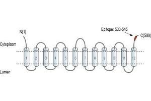 Representative domain view of the target of ABIN7885439.