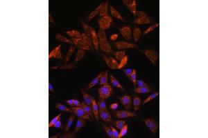Immunofluorescence analysis of NIH/3T3 cells using ANG Rabbit pAb (ABIN6131230, ABIN6136869, ABIN6136870 and ABIN6217474) at dilution of 1:100. (ANG antibody  (AA 25-147))