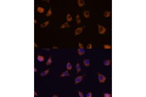 Immunofluorescence analysis of L929 cells using PHLPP2 antibody (ABIN7269259) at dilution of 1:100.