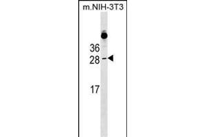 RAB39B Antibody (N-term) (ABIN1538967 and ABIN2849340) western blot analysis in mouse NIH-3T3 cell line lysates (35 μg/lane). (RAB39B antibody  (N-Term))
