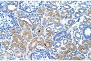 Immunohistochemical staining (Formalin-fixed paraffin-embedded sections) of human kidney with DCUN1D1 polyclonal antibody  at 4-8 ug/mL working concentration. (DCUN1D1 antibody  (N-Term))