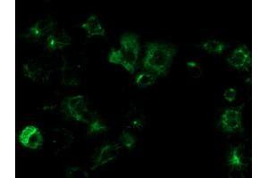 Anti-OSGEP mouse monoclonal antibody (ABIN2454647) immunofluorescent staining of COS7 cells transiently transfected by pCMV6-ENTRY OSGEP (RC207089). (OSGEP antibody  (AA 1-335))