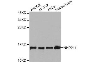 Western Blotting (WB) image for anti-NHP2 Non-Histone Chromosome Protein 2-Like 1 (NHP2L1) antibody (ABIN1876955) (NHP2L1 antibody)