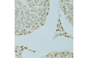 Immunohistochemistry of paraffin-embedded rat testis using SAFB antibody. (SAFB antibody)