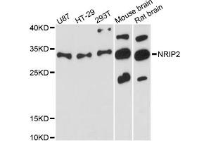 Western blot analysis of extracts of various cell lines, using NRIP2 antibody (ABIN6290701) at 1:3000 dilution.